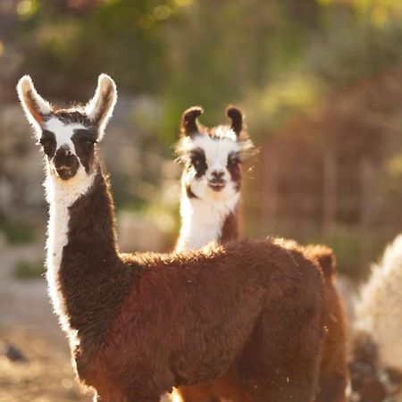 Villa Alpaca Farm - חוות האלפקות Mitzpe Ramon Exterior foto