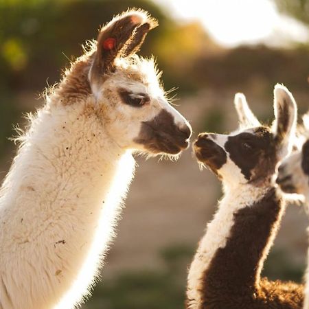 Villa Alpaca Farm - חוות האלפקות Mitzpe Ramon Exterior foto