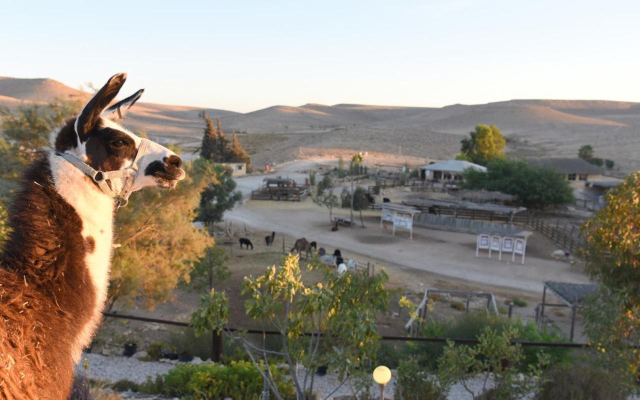 Villa Alpaca Farm - חוות האלפקות Mitzpe Ramon Exterior foto