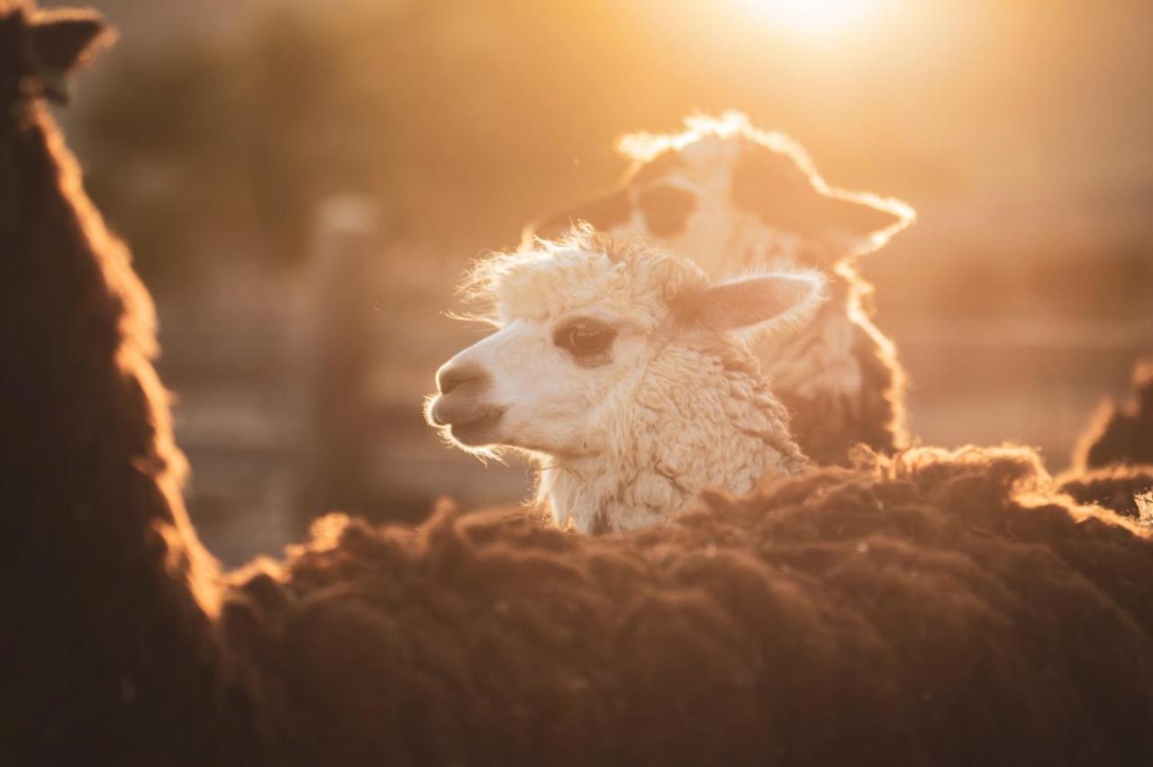 Villa Alpaca Farm - חוות האלפקות Mitzpe Ramon Exterior foto