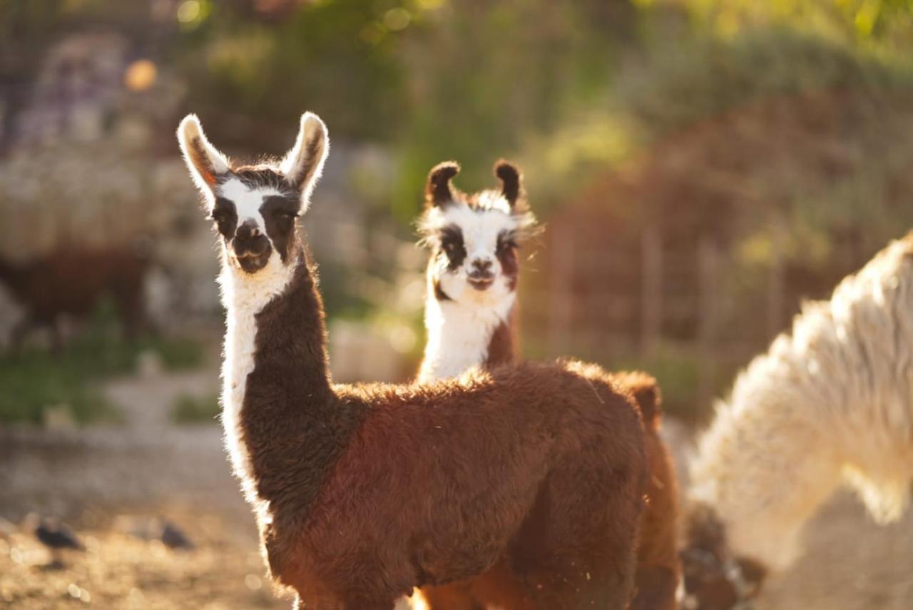 Villa Alpaca Farm - חוות האלפקות Mitzpe Ramon Exterior foto