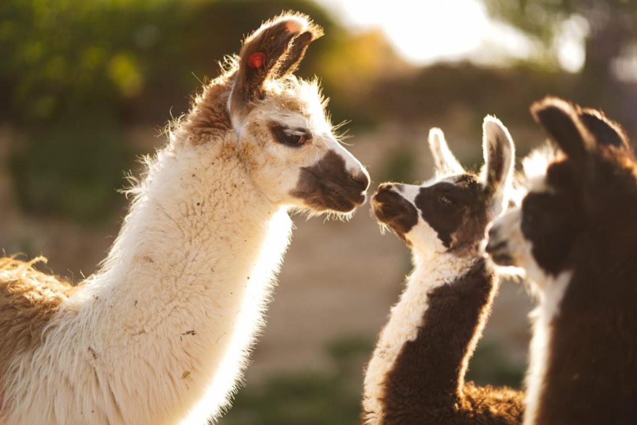 Villa Alpaca Farm - חוות האלפקות Mitzpe Ramon Exterior foto