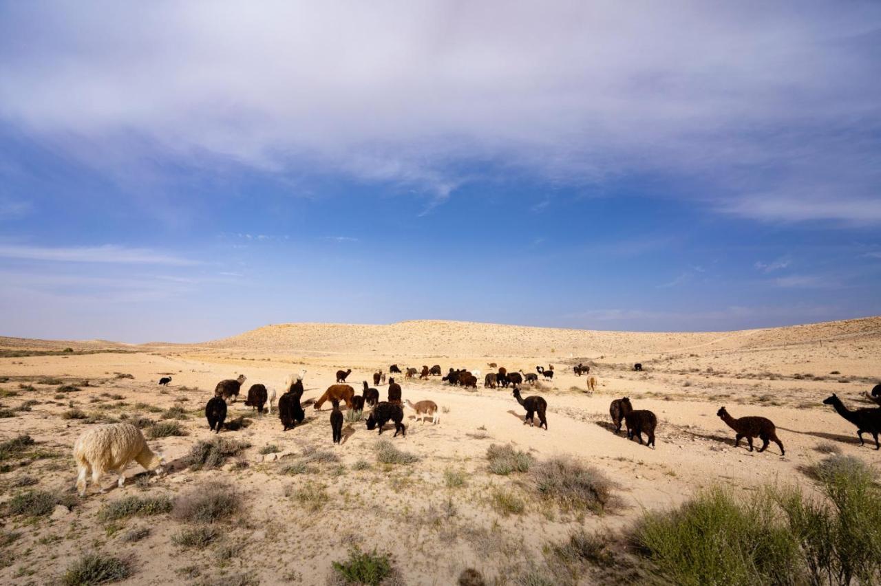 Villa Alpaca Farm - חוות האלפקות Mitzpe Ramon Exterior foto