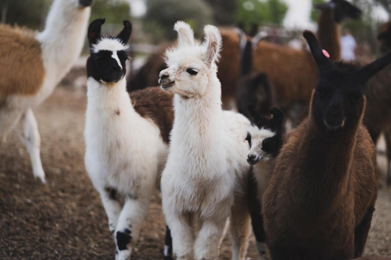 Villa Alpaca Farm - חוות האלפקות Mitzpe Ramon Exterior foto