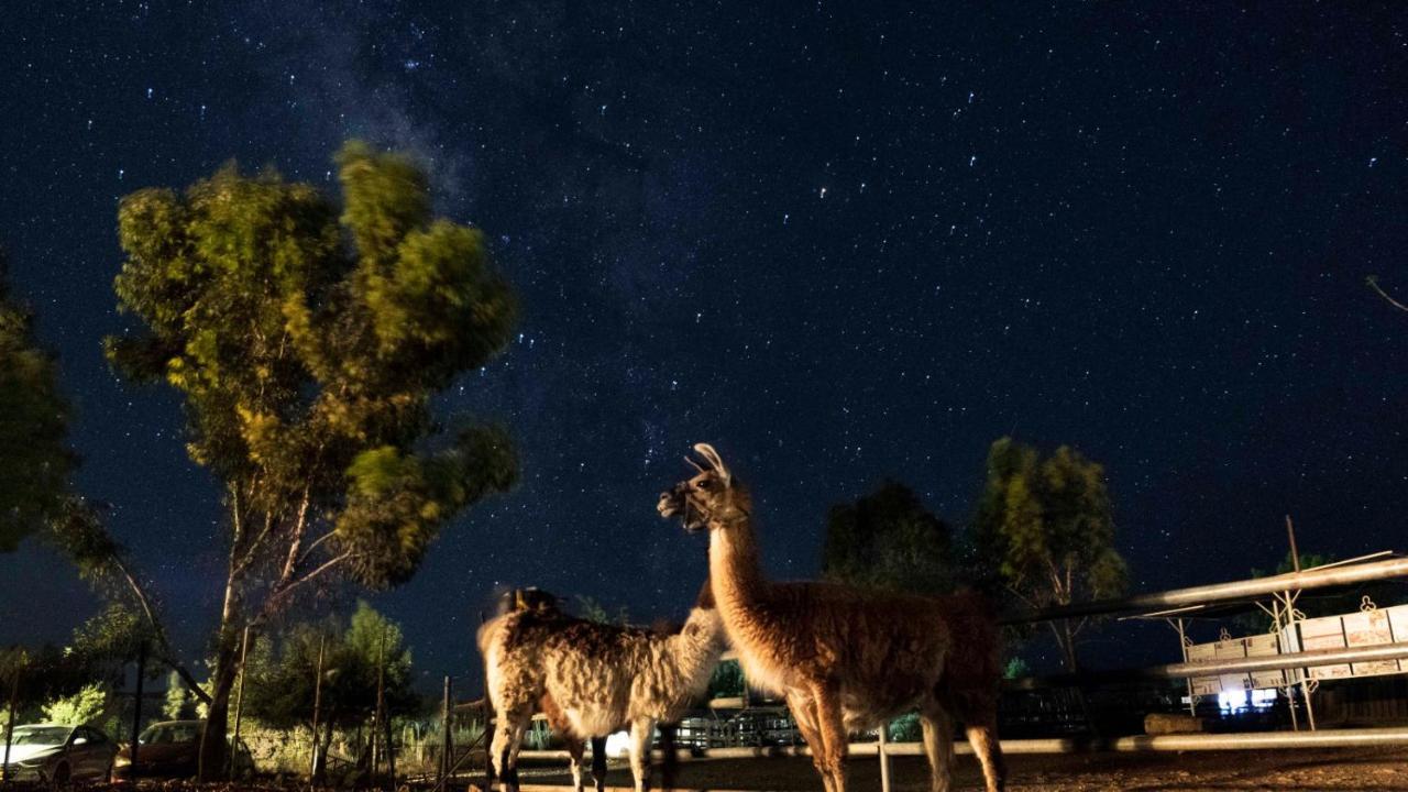 Villa Alpaca Farm - חוות האלפקות Mitzpe Ramon Exterior foto