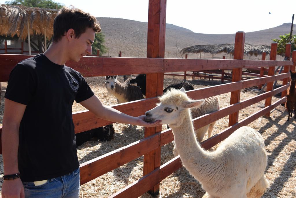 Villa Alpaca Farm - חוות האלפקות Mitzpe Ramon Exterior foto