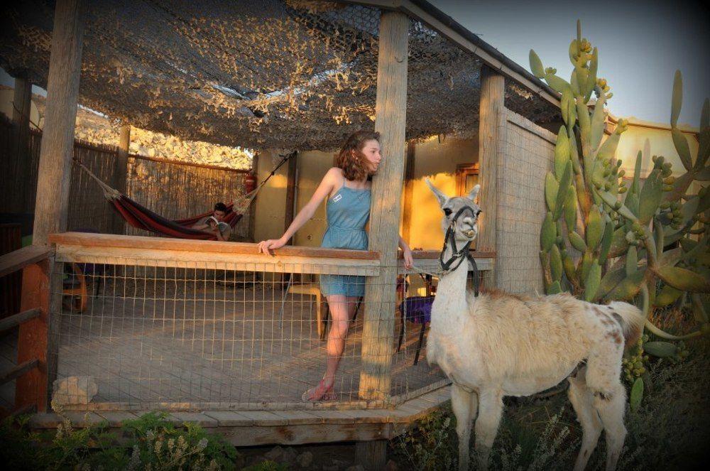 Villa Alpaca Farm - חוות האלפקות Mitzpe Ramon Exterior foto