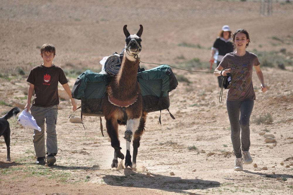 Villa Alpaca Farm - חוות האלפקות Mitzpe Ramon Exterior foto