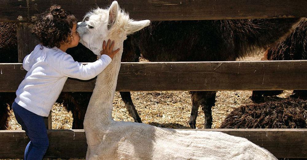 Villa Alpaca Farm - חוות האלפקות Mitzpe Ramon Exterior foto