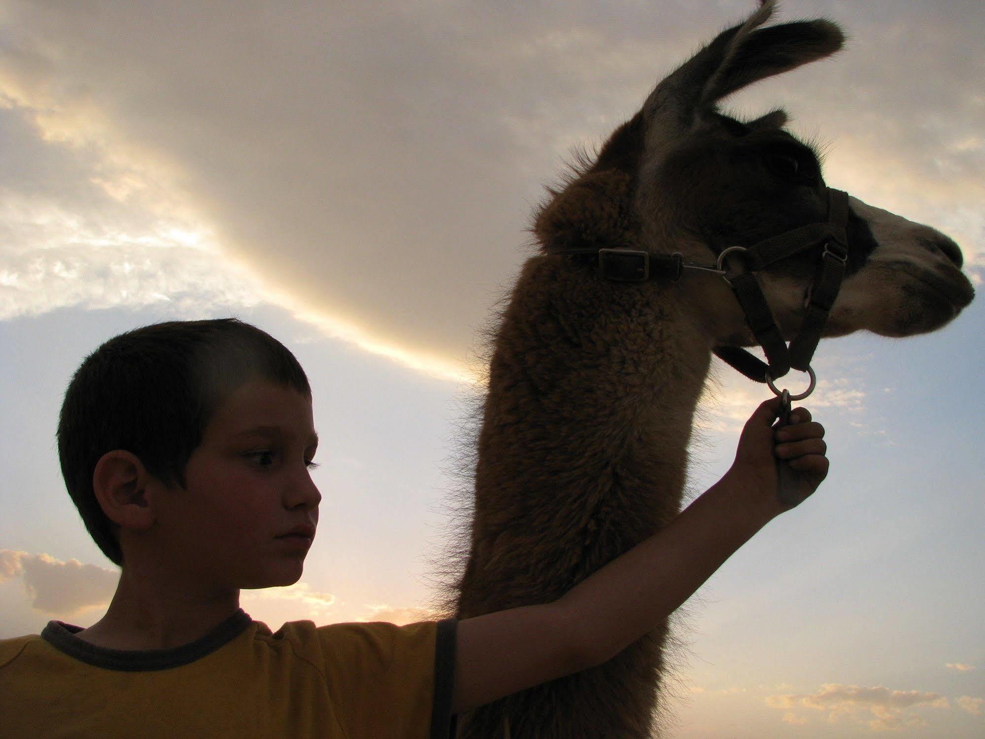 Villa Alpaca Farm - חוות האלפקות Mitzpe Ramon Exterior foto