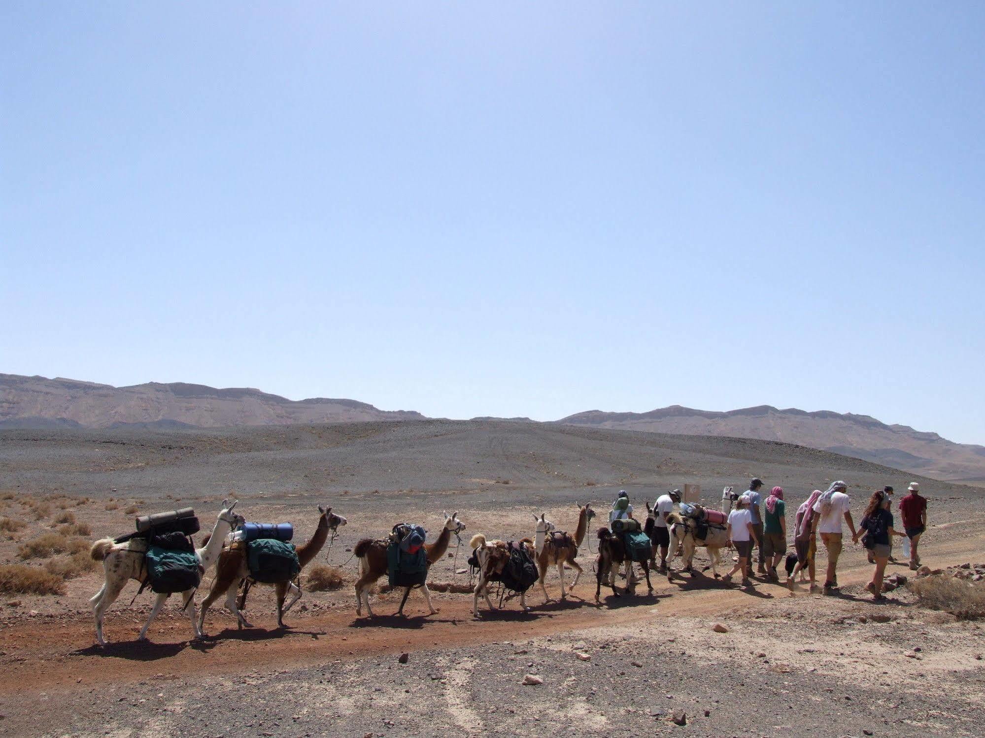 Villa Alpaca Farm - חוות האלפקות Mitzpe Ramon Exterior foto